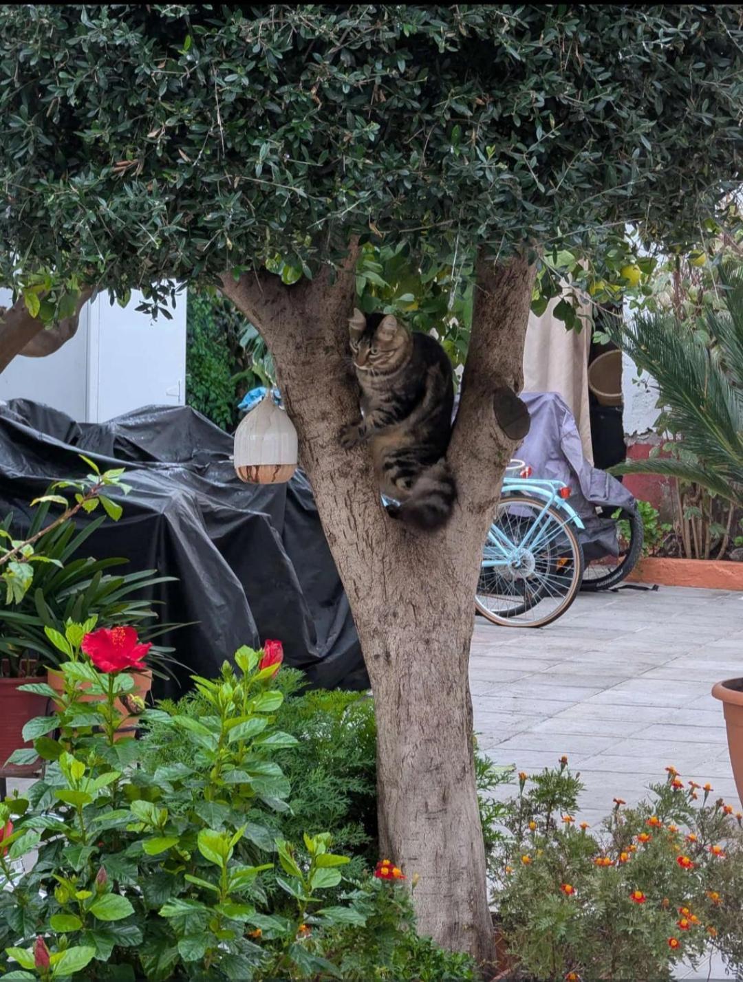 Tipico Y Pintoresco Patio De Vecinos, Con Encanto Севілья Екстер'єр фото